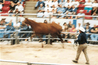 MontyRodeo