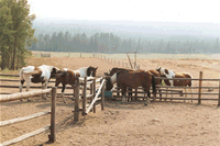 Ranch