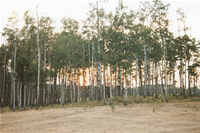 Ranch15