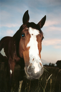 SpottedNose